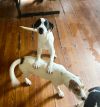 Andy and Barney-Barney ADOPTED