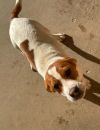 Andy and Barney-Barney ADOPTED