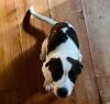 Andy and Barney-Barney ADOPTED