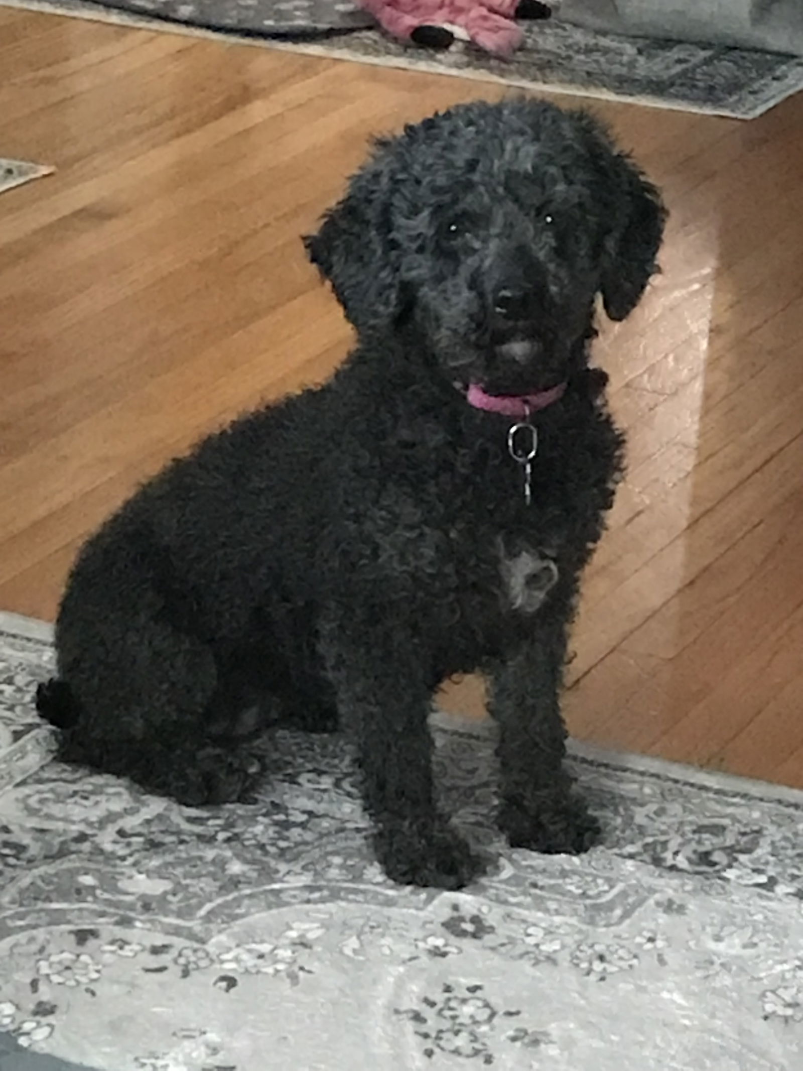 Pepper, an adoptable Poodle in Brandon, SD, 57005 | Photo Image 1