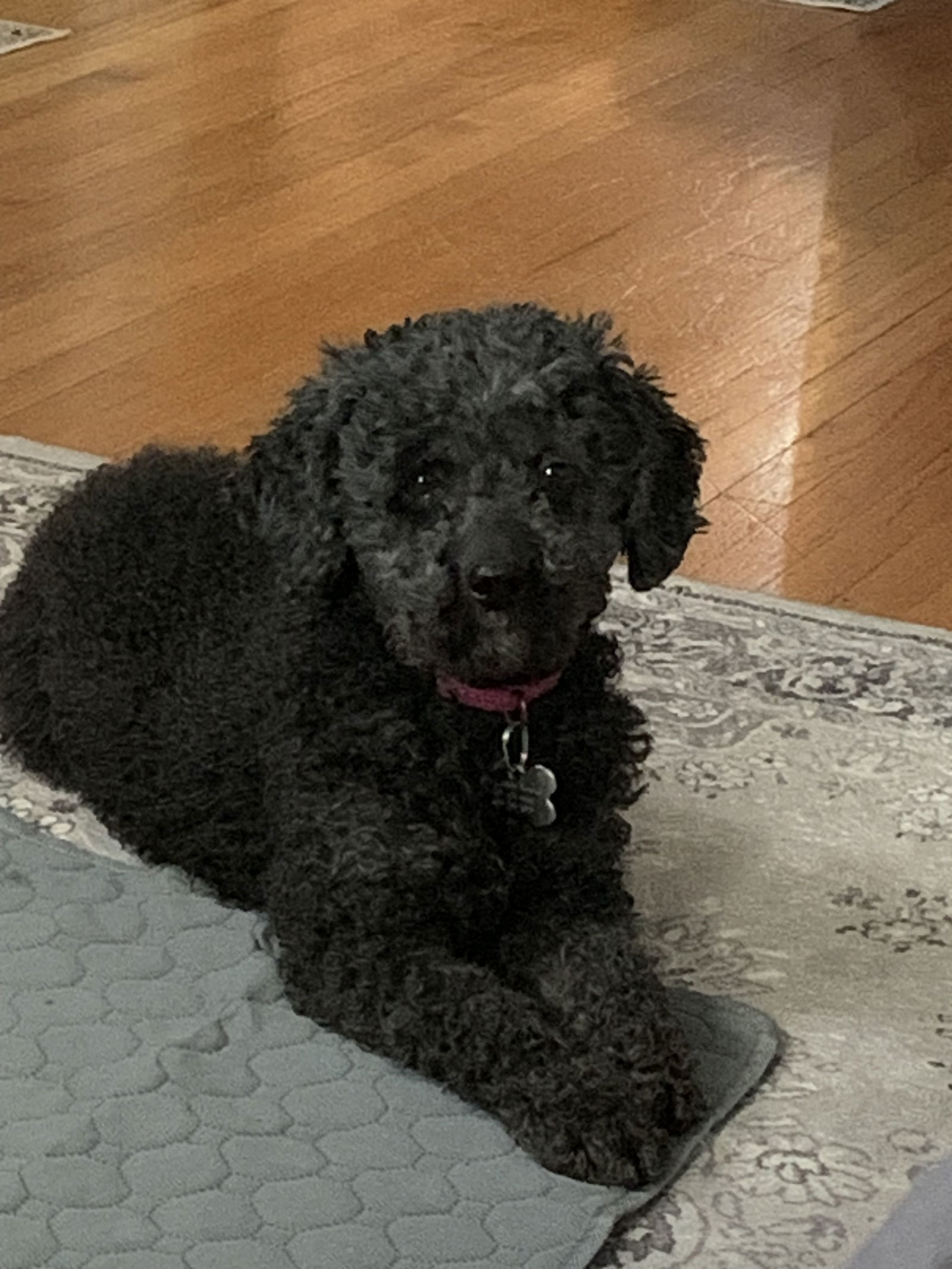 Pepper, an adoptable Poodle in Brandon, SD, 57005 | Photo Image 2