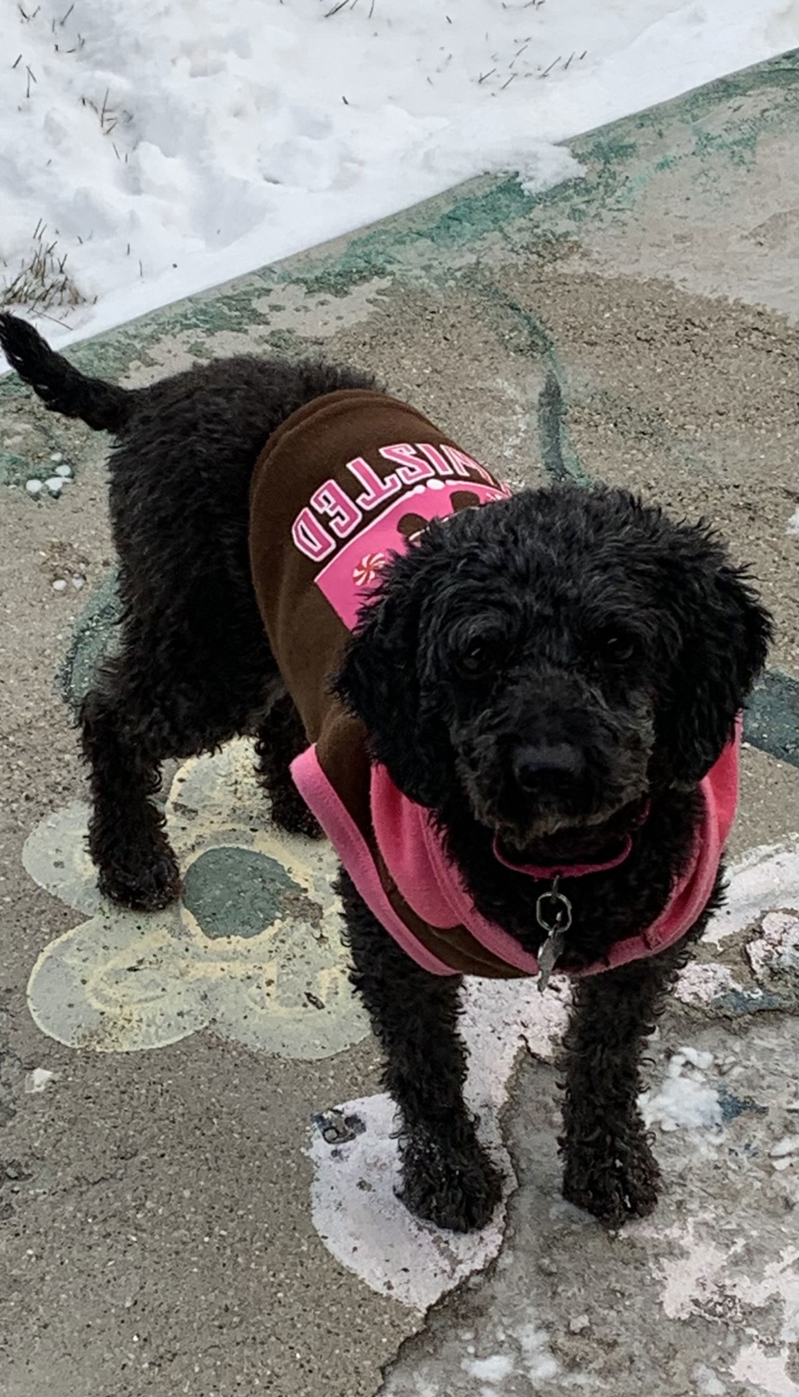 Pepper, an adoptable Poodle in Brandon, SD, 57005 | Photo Image 3