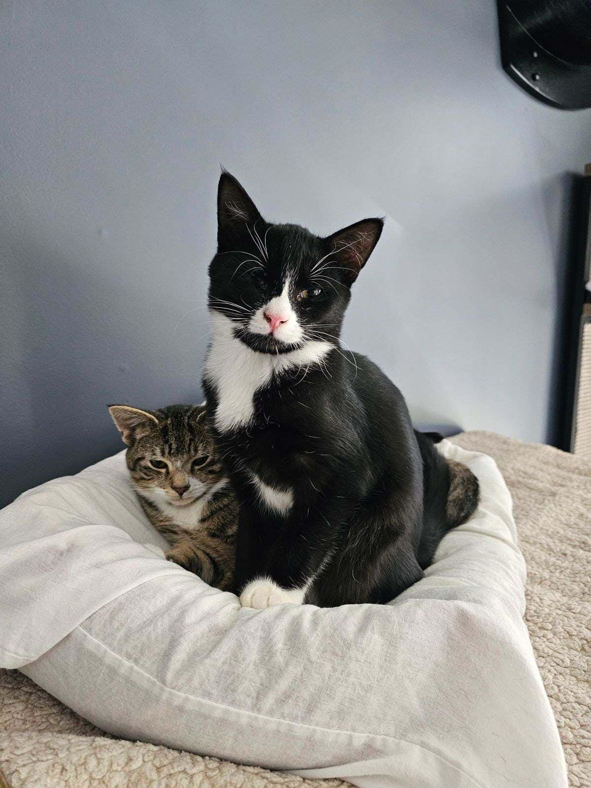 Felix