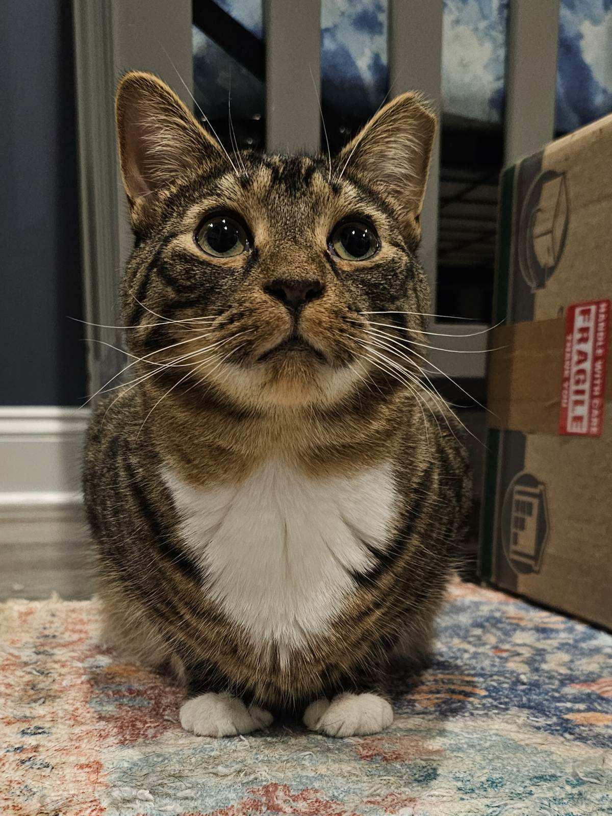 Dixon