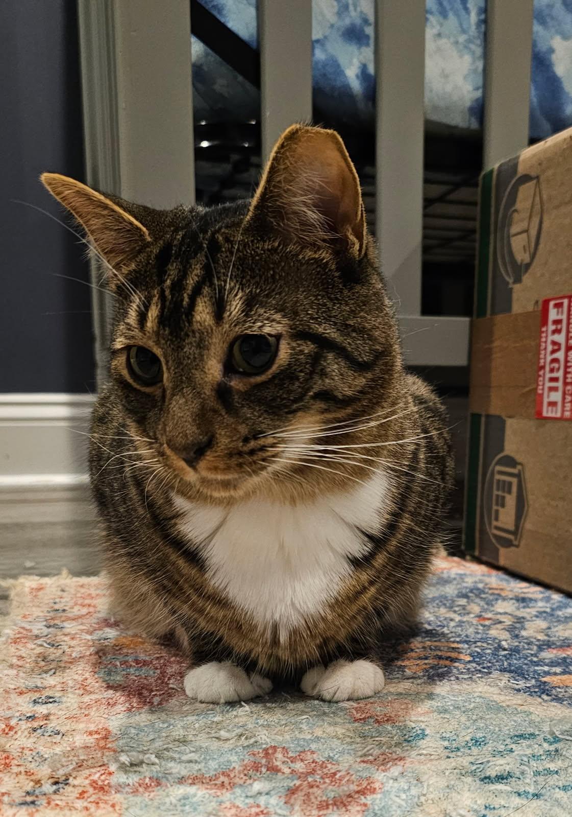 Dixon