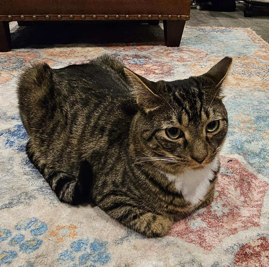 Dixon