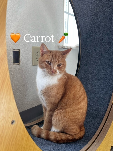 Carrot