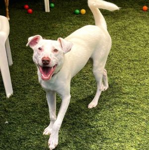 Charmander, Young Male Australian Cattle Dog / Blue Heeler