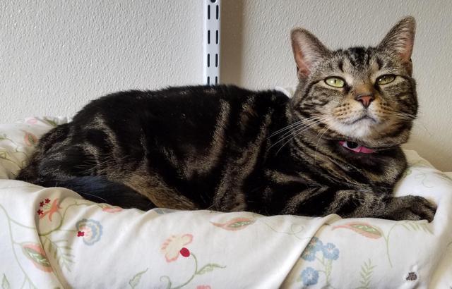 Tabby