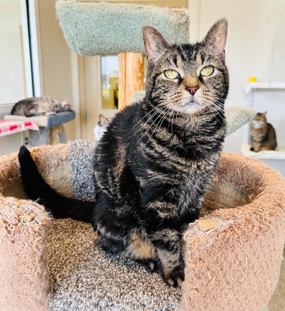 Tabby