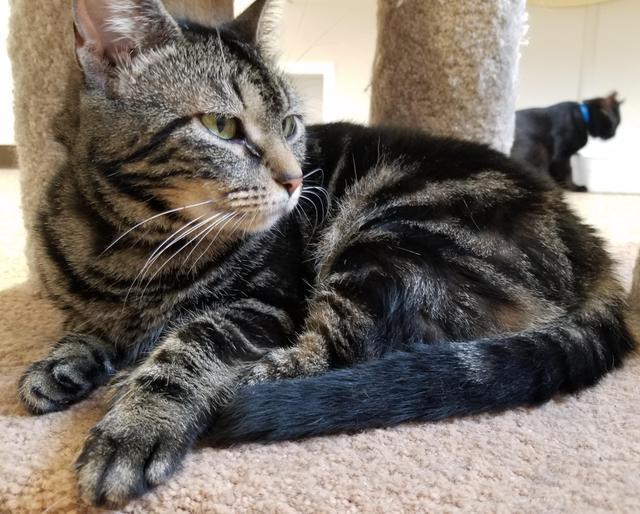 Tabby