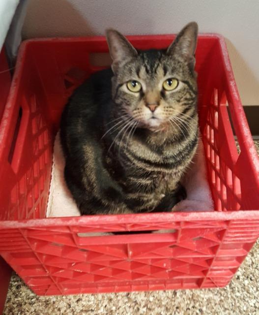 Tabby