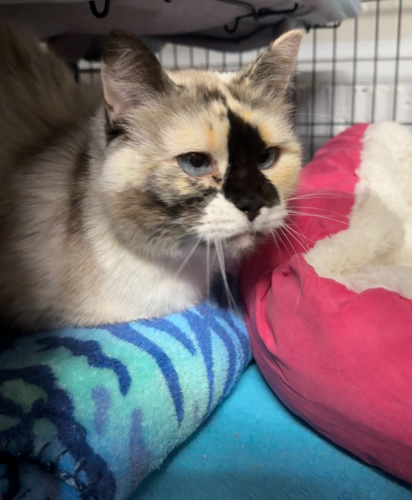 Dodger, an adoptable Ragdoll in St. Albans, VT, 05478 | Photo Image 1