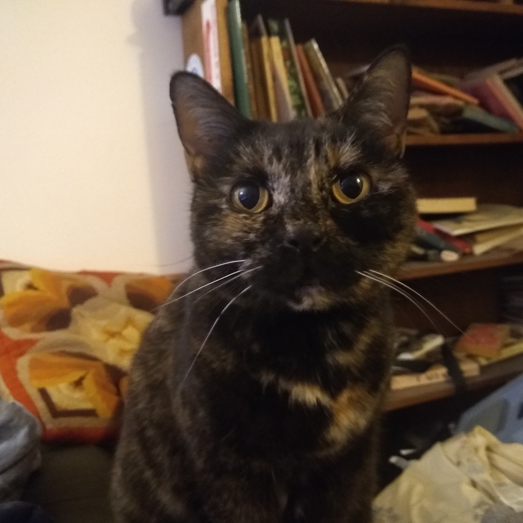 Pepper, an adoptable Domestic Short Hair in Santa Barbara, CA, 93111 | Photo Image 1