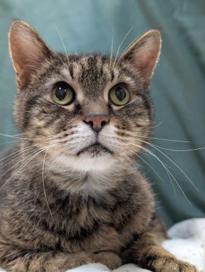 Sparrow, Senior Male Tabby