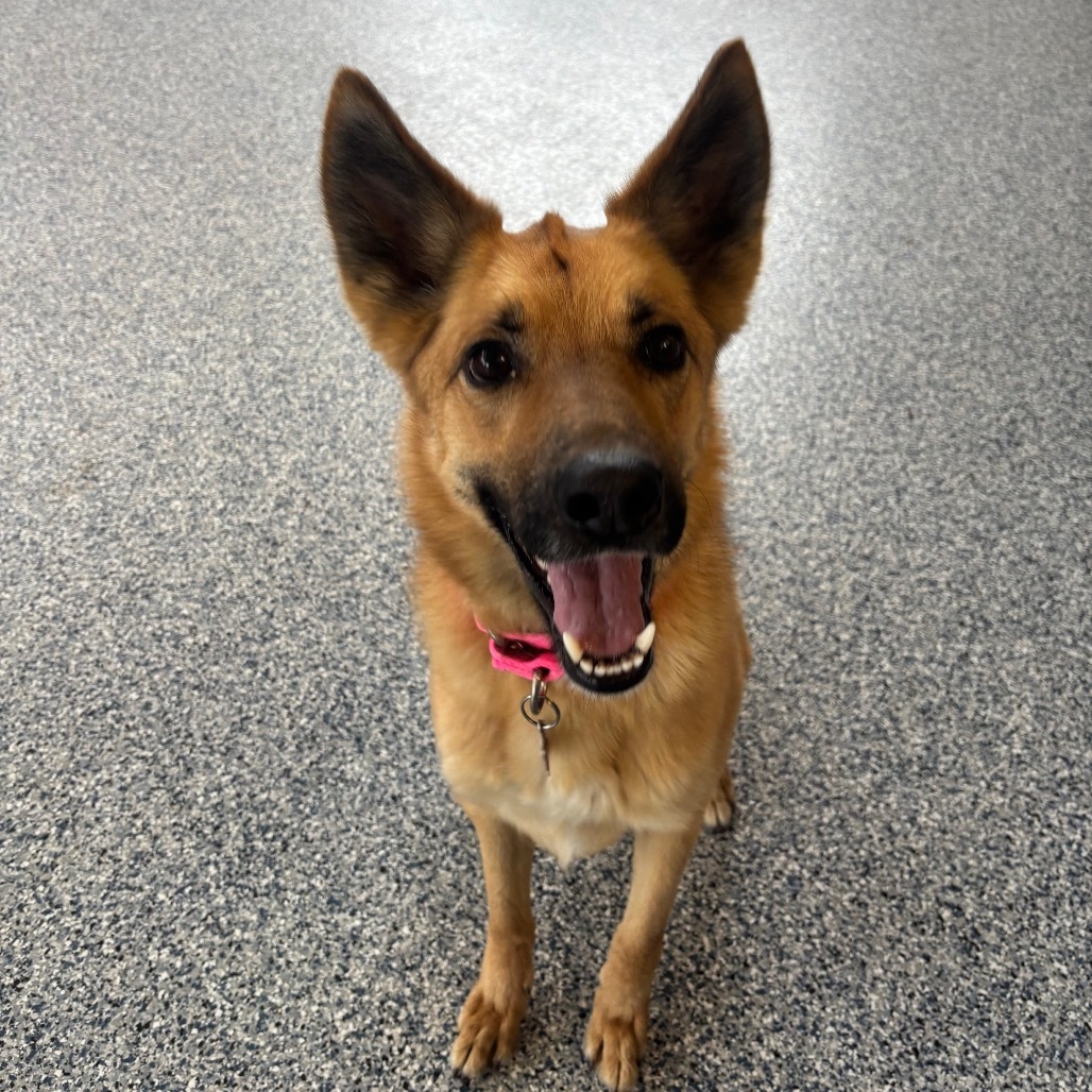 Stormi, an adoptable Mixed Breed in Great Falls, MT, 59404 | Photo Image 1