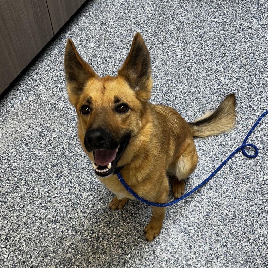Stormi, an adoptable Mixed Breed in Great Falls, MT, 59404 | Photo Image 2