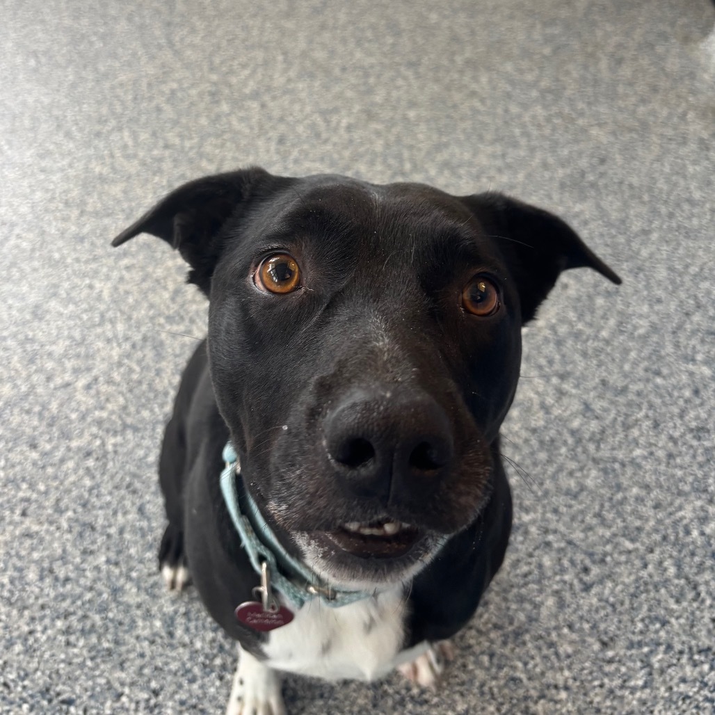Jack, an adoptable Mixed Breed in Great Falls, MT, 59404 | Photo Image 1