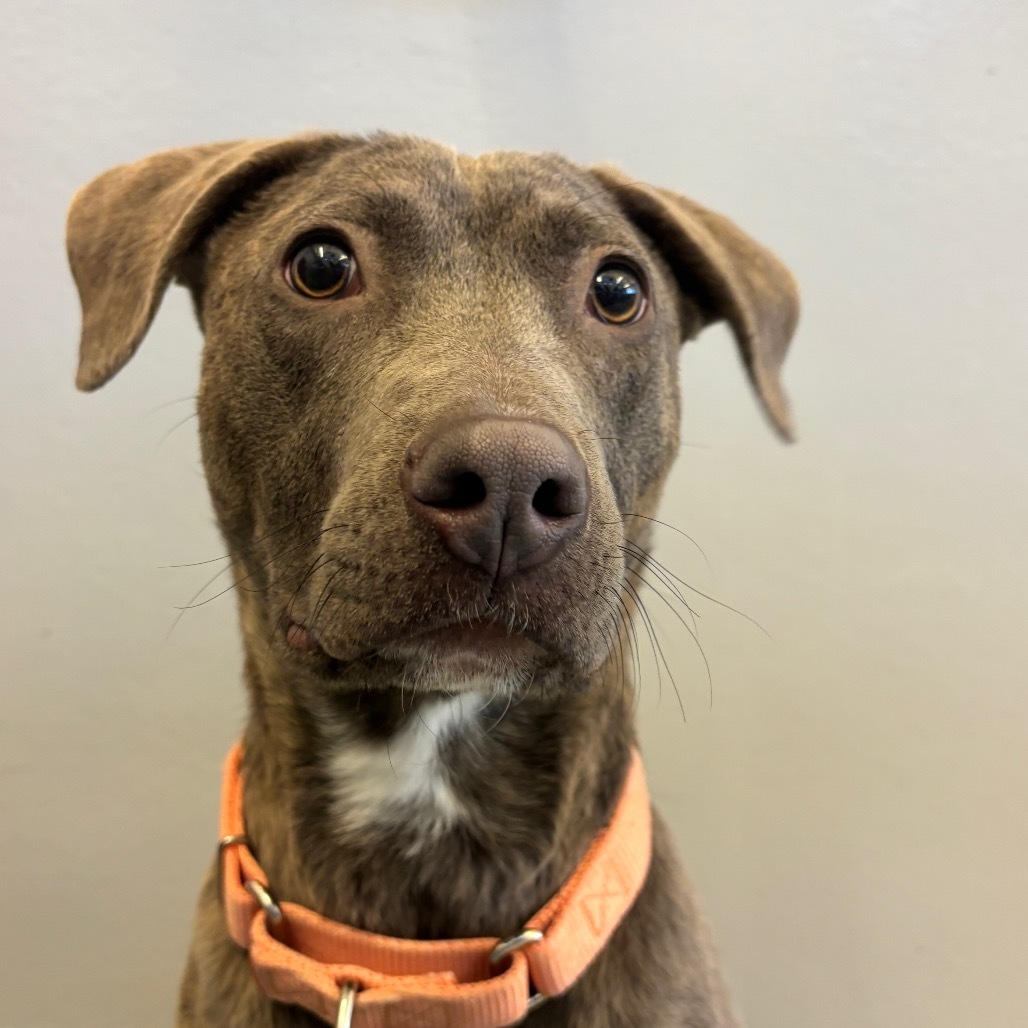 Blu, an adoptable Mixed Breed in Great Falls, MT, 59404 | Photo Image 1