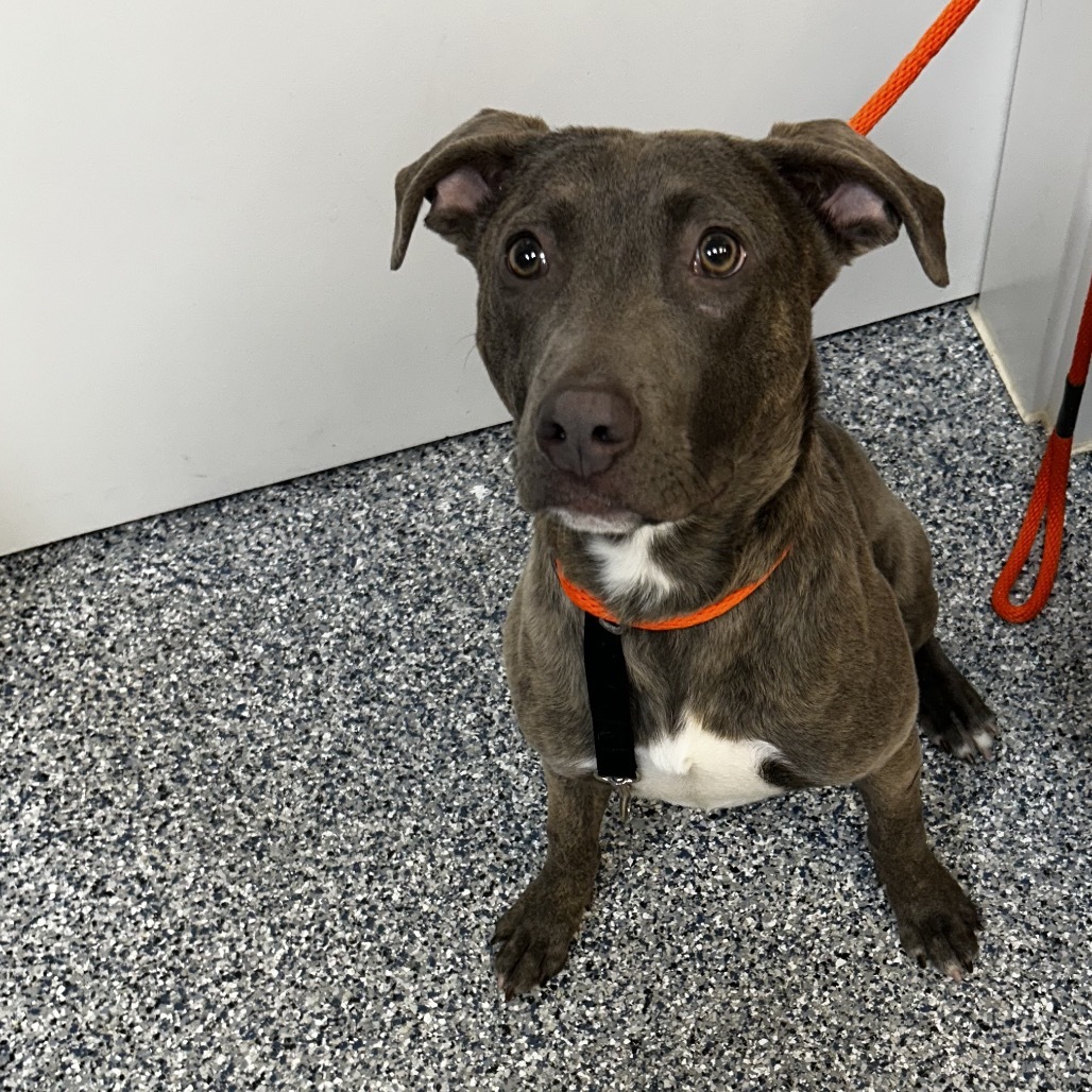 Blu, an adoptable Mixed Breed in Great Falls, MT, 59404 | Photo Image 3