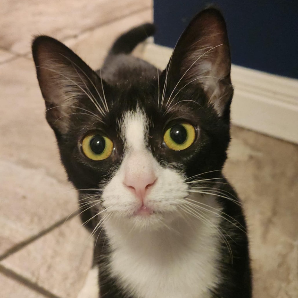 Sidney Poitier, an adoptable Domestic Short Hair in Leander, TX, 78641 | Photo Image 1