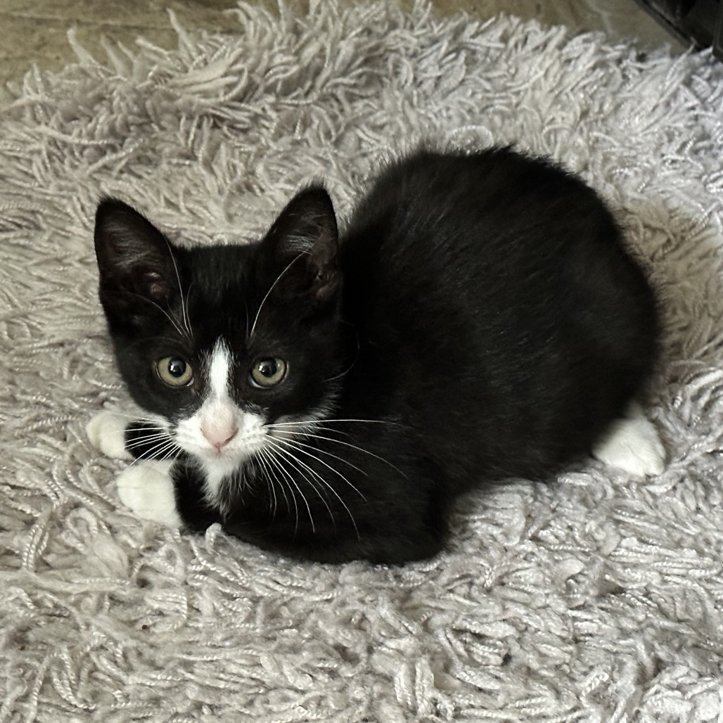 Sidney Poitier, an adoptable Domestic Short Hair in Leander, TX, 78641 | Photo Image 2