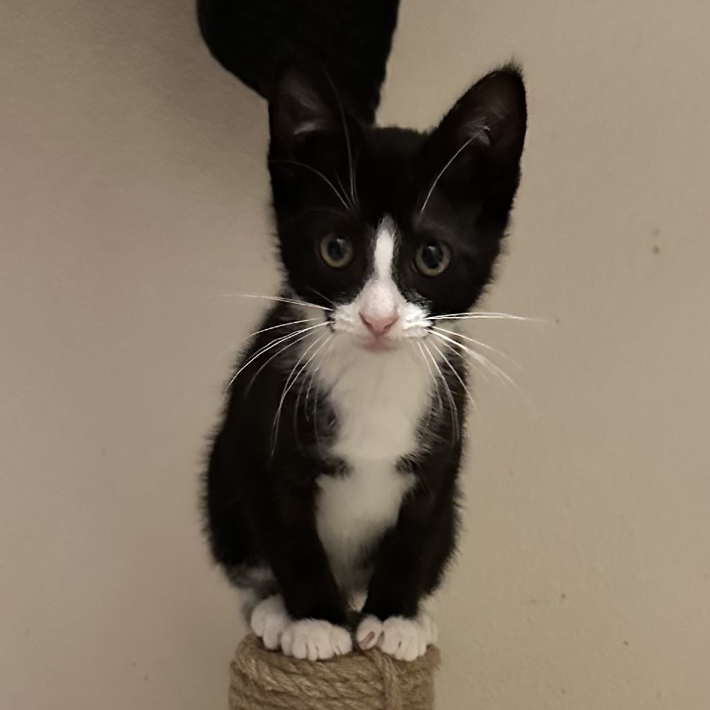 Sidney Poitier, an adoptable Domestic Short Hair in Leander, TX, 78641 | Photo Image 3
