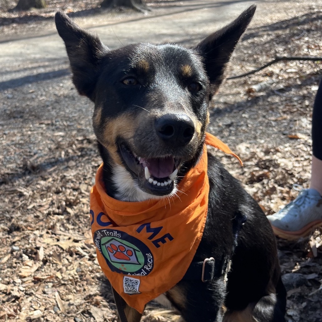 Liana, an adoptable Feist, Mixed Breed in Fairfax Station, VA, 22039 | Photo Image 1