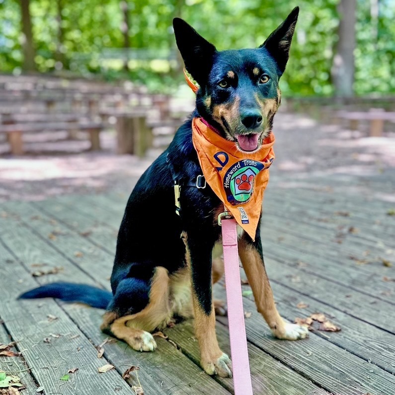 Liana, an adoptable Feist, Mixed Breed in Fairfax Station, VA, 22039 | Photo Image 1