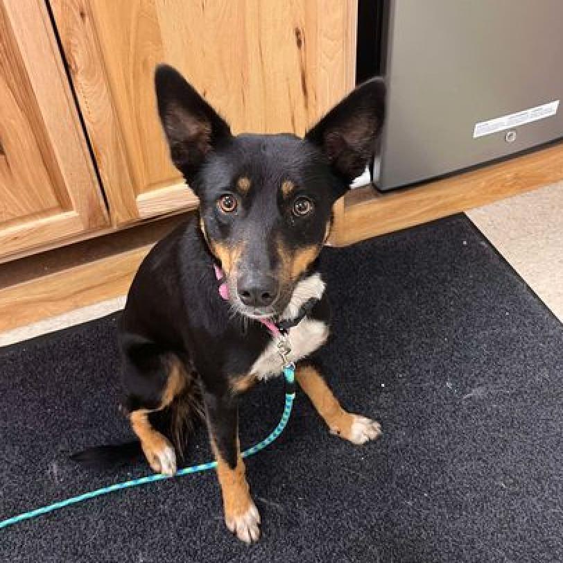 Liana, an adoptable Feist, Mixed Breed in Fairfax Station, VA, 22039 | Photo Image 2