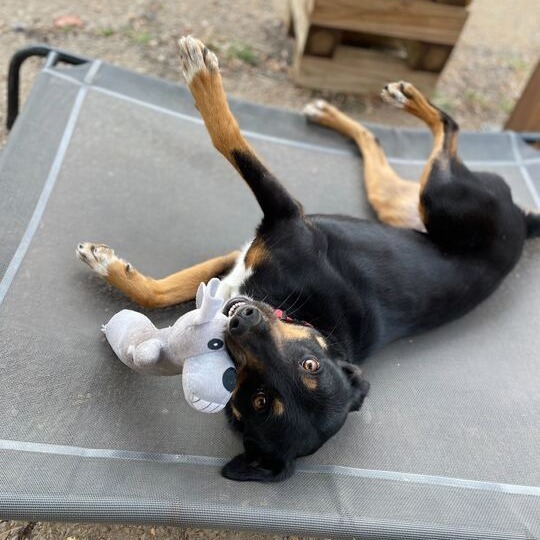 Liana, an adoptable Feist, Mixed Breed in Fairfax Station, VA, 22039 | Photo Image 3
