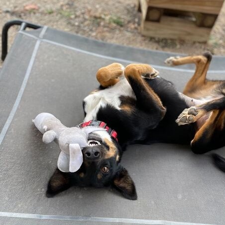 Liana, an adoptable Feist, Mixed Breed in Fairfax Station, VA, 22039 | Photo Image 4