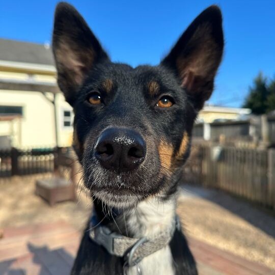 Liana, an adoptable Feist, Mixed Breed in Fairfax Station, VA, 22039 | Photo Image 6