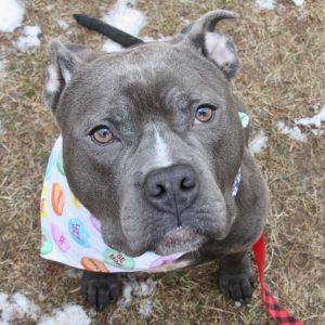 Champ, Adult Male Mixed Breed