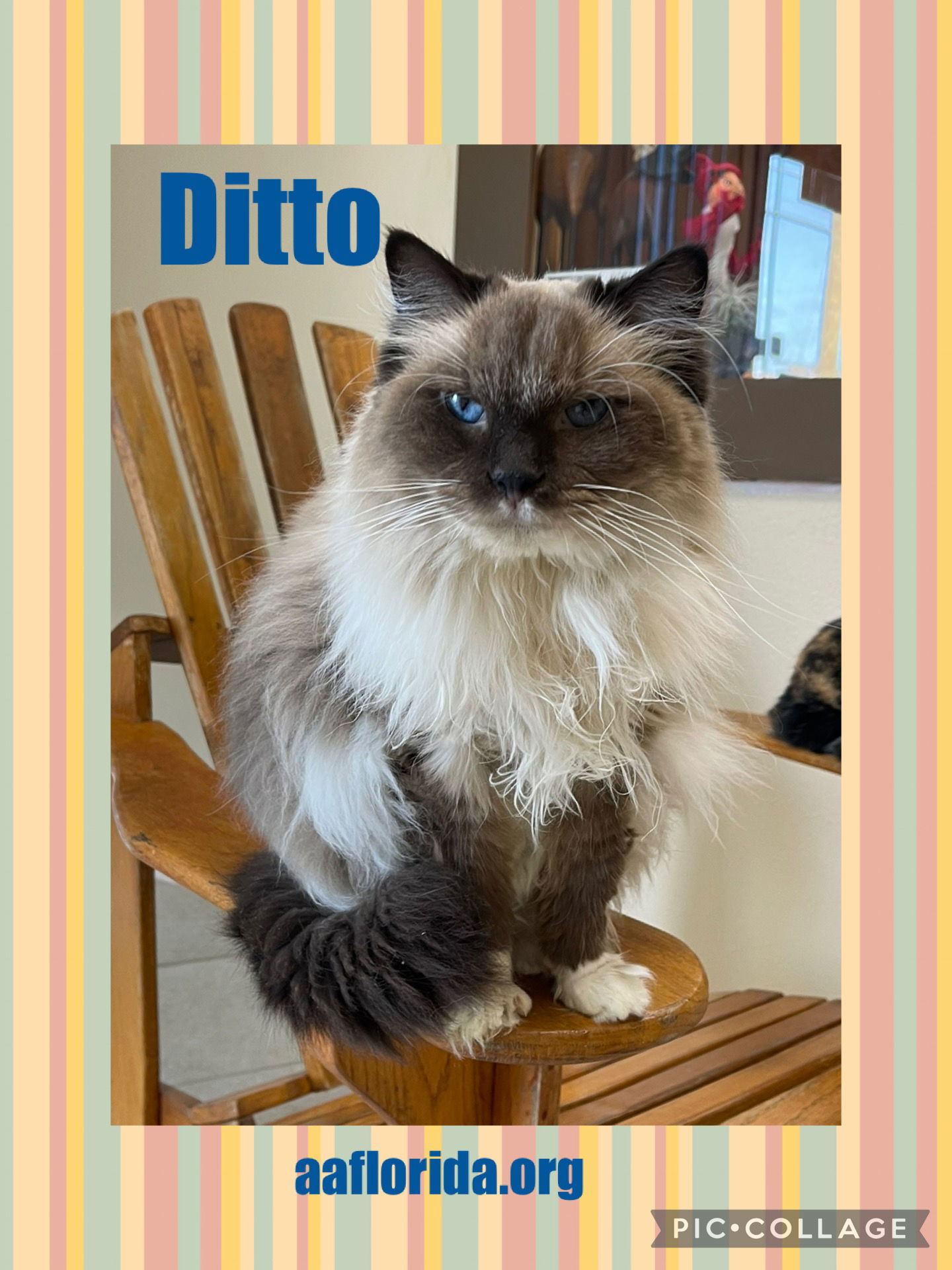 Ditto *Cyd, an adoptable Ragdoll, Domestic Long Hair in Pensacola, FL, 32534 | Photo Image 1