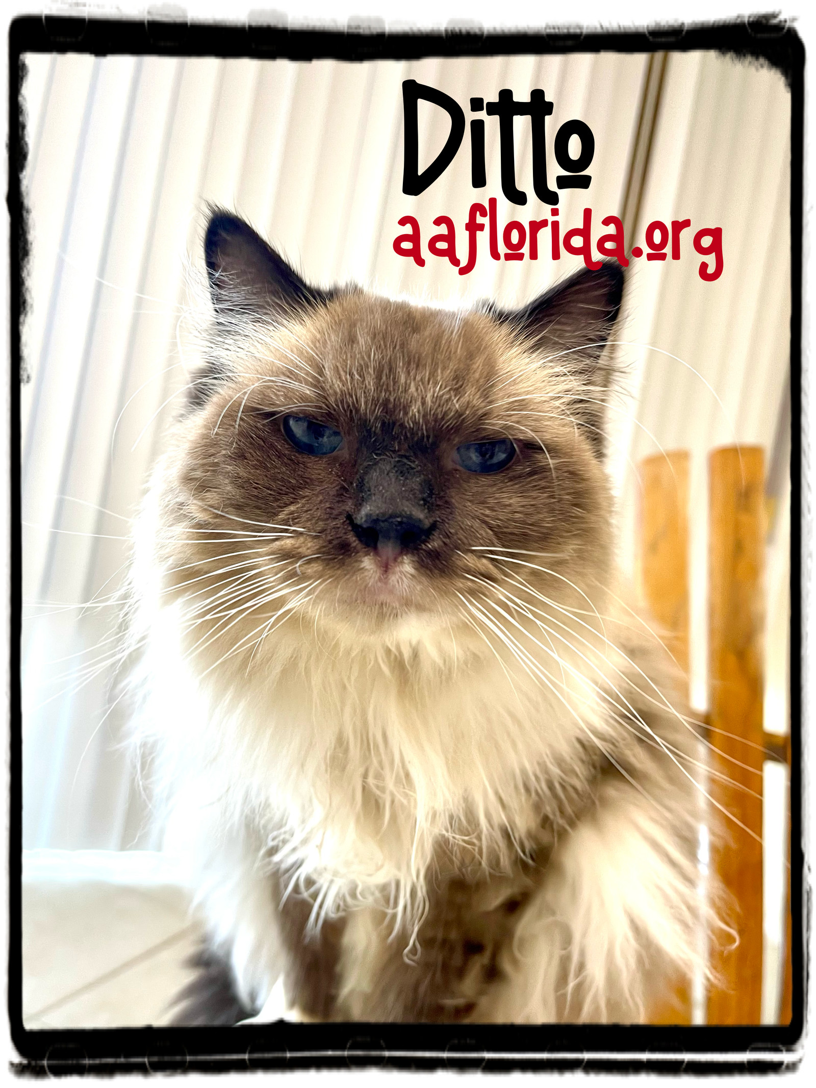 Ditto *Cyd, an adoptable Ragdoll, Domestic Long Hair in Pensacola, FL, 32534 | Photo Image 2