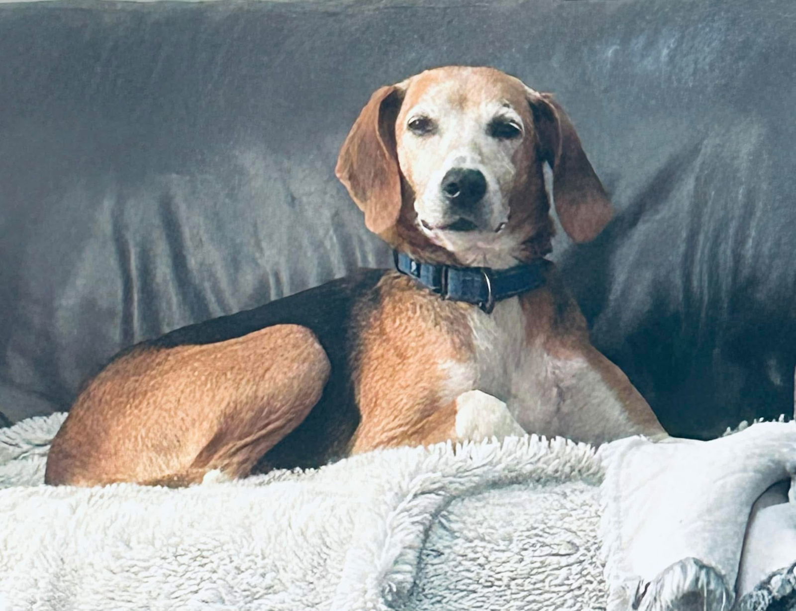 Sarah: Not at shelter((Jennifer) Adoption sponsor