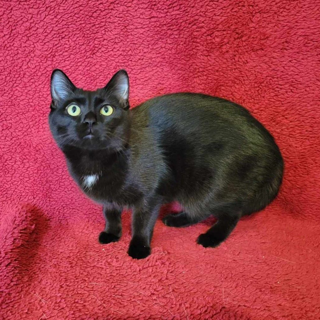 Phoebe, an adoptable Domestic Short Hair in Park Falls, WI, 54552 | Photo Image 2