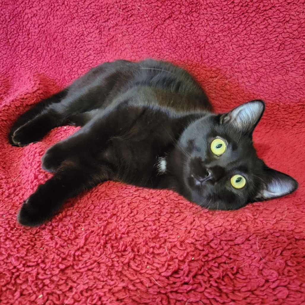 Phoebe, an adoptable Domestic Short Hair in Park Falls, WI, 54552 | Photo Image 3