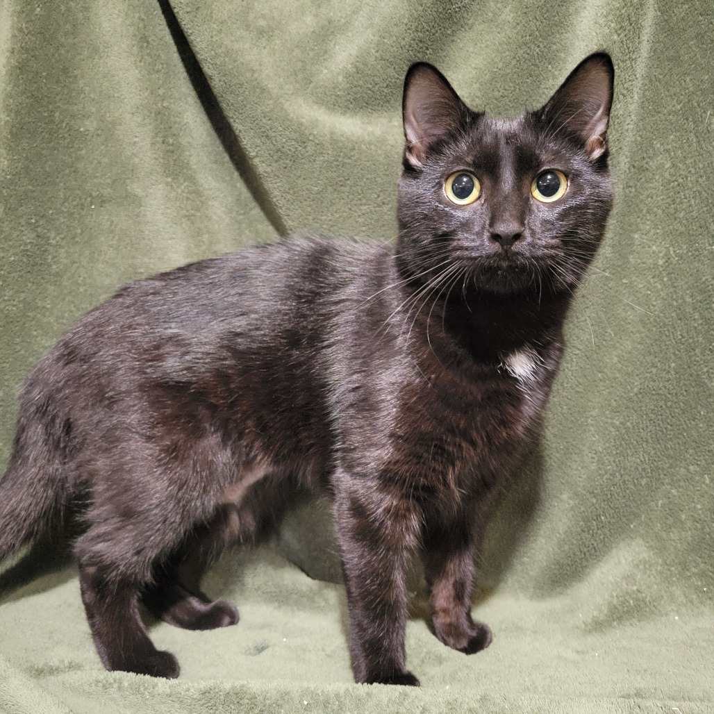 Phoebe, an adoptable Domestic Short Hair in Park Falls, WI, 54552 | Photo Image 4