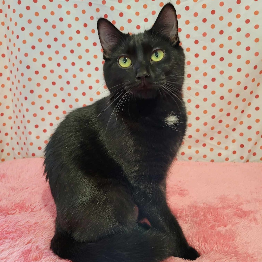 Phoebe, an adoptable Domestic Short Hair in Park Falls, WI, 54552 | Photo Image 5