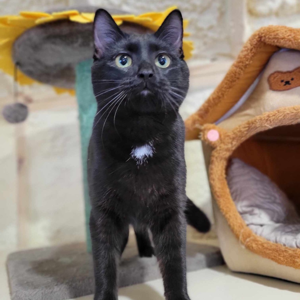Phoebe, an adoptable Domestic Short Hair in Park Falls, WI, 54552 | Photo Image 6