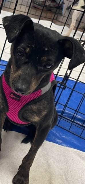 Alex, Young Female Dachshund