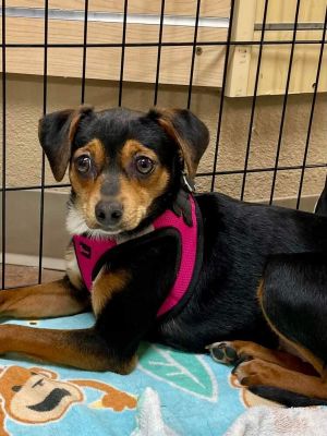 Allison, Young Female Dachshund