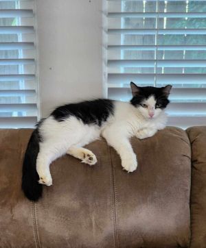 Millie, Young Female unknown
