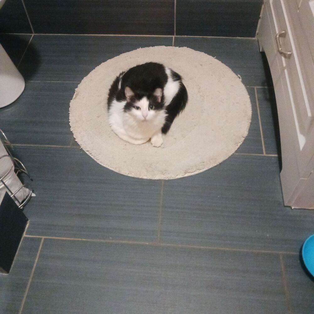 Millie, an adoptable Domestic Medium Hair in Plumerville, AR, 72127 | Photo Image 2