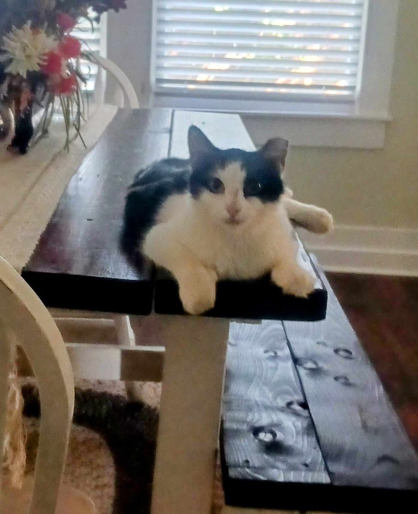 Millie, an adoptable Domestic Medium Hair in Plumerville, AR, 72127 | Photo Image 2