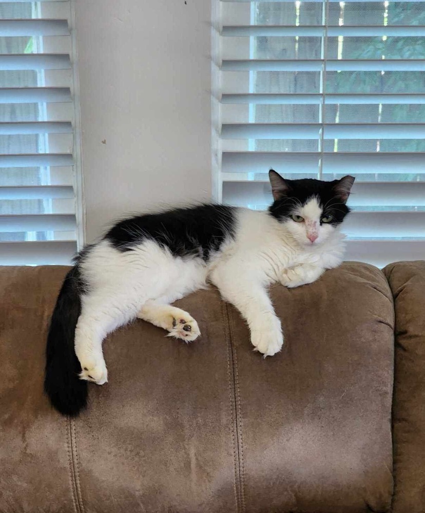 Millie, an adoptable Domestic Medium Hair in Plumerville, AR, 72127 | Photo Image 3