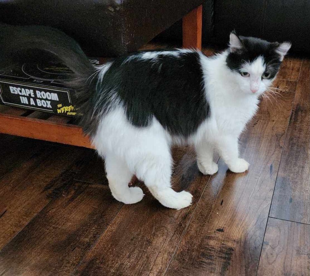 Millie, an adoptable Domestic Medium Hair in Plumerville, AR, 72127 | Photo Image 4