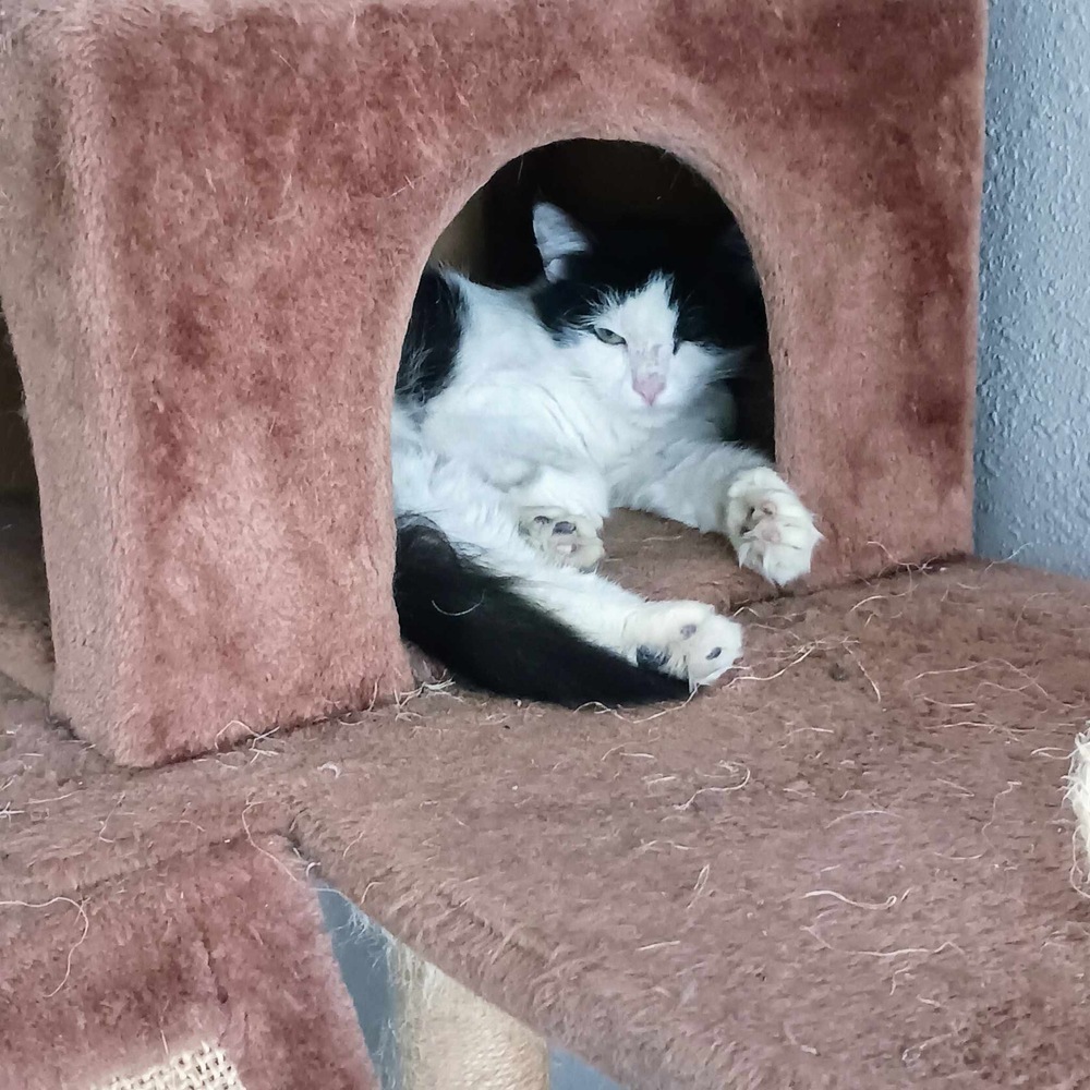 Millie